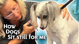 HELP your Difficult Dog Accept Dog Grooming and be Calm during Grooming by Go Groomer 25,415 views 8 months ago 24 minutes