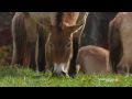 Wild Inside the National Zoo: Saving the Last Wild Horses