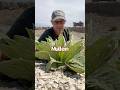 🌱 Mullein #foraging #thewindmillgarden