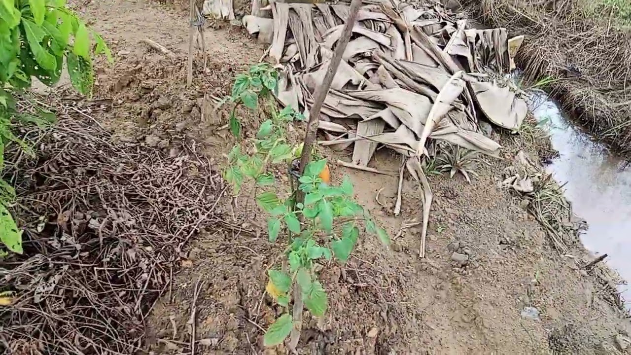 Vlog kita kekebun lagi #berkebun #farmer #petanikecil