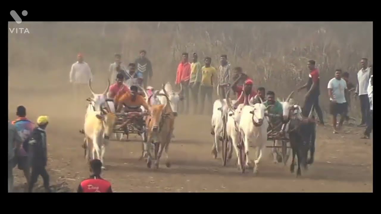 Alibag Bailgadi Sharyat alibag bailgadi sharyat!!! bailgada sharyat