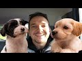 We Got TWO Puppies!! 8-week old Havanese Siblings の動画、YouTube動画。