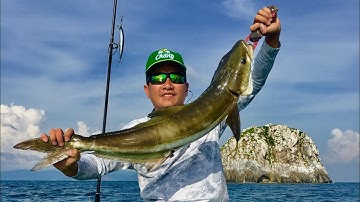 Côn Đảo Jigging- câu biển gặp bầy cá bè trang (Queen Fish) và cá Bớp (Cobia)