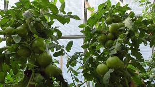 Эти томаты я точно буду выращивать на будущий год! Они такие плодовитые!