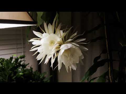 Queen Of The Night Bloom Timelapse