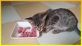 Playing with cats can be a fun and beneficial experience Cats are curious and playful animals