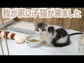 亡くなってしまった猫にそっくりな子猫と運命的な出会いをしました。