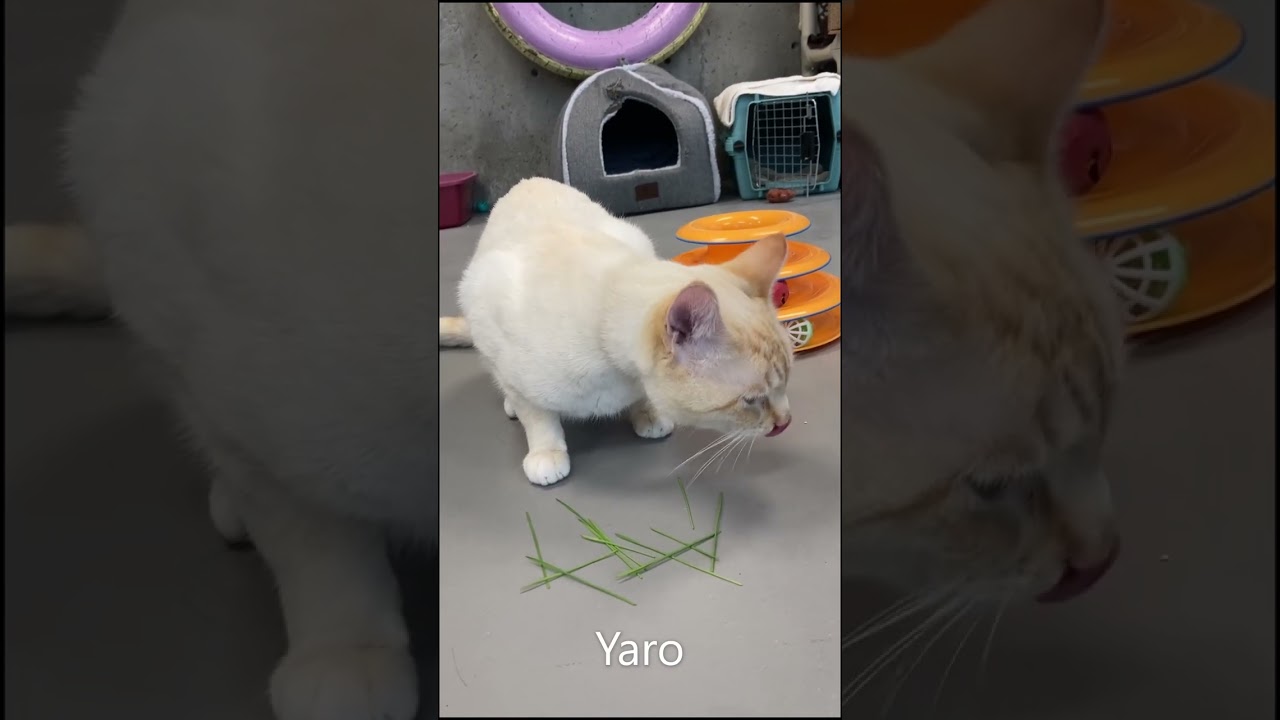 Casa para gatos ferales al aire libre, refugio de madera para gatos con  puerta de escape, casa de gatito exterior a prueba de lluvia con balcón