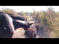 cavallo e asino liberi - frei mit Pferd und Esel