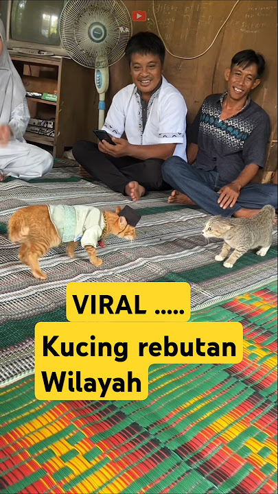 Kucing berantem tidak tau tempat