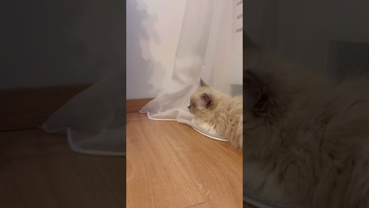 CATS 🐈 vs CHRISTMAS TREE 🎄 