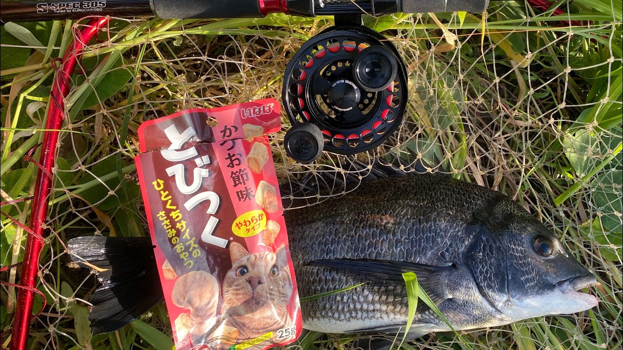 100円で買えてチヌがめっちゃ釣れる猫餌の紹介&ヘチ釣りでの実釣動画！！