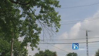 Tree maintenance can lessen damage in the next storm