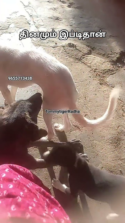 காலயில குரல் கேட்டது வந்துடுவானுக.19 November 2025