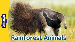 5 Fascinating Rainforest Animals | Giant Anteater | Red-Eyed Tree Frog | Flying Fox| Manatee| Iguana