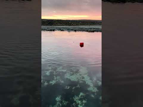 صيد الفقمة الملتحية صيد  