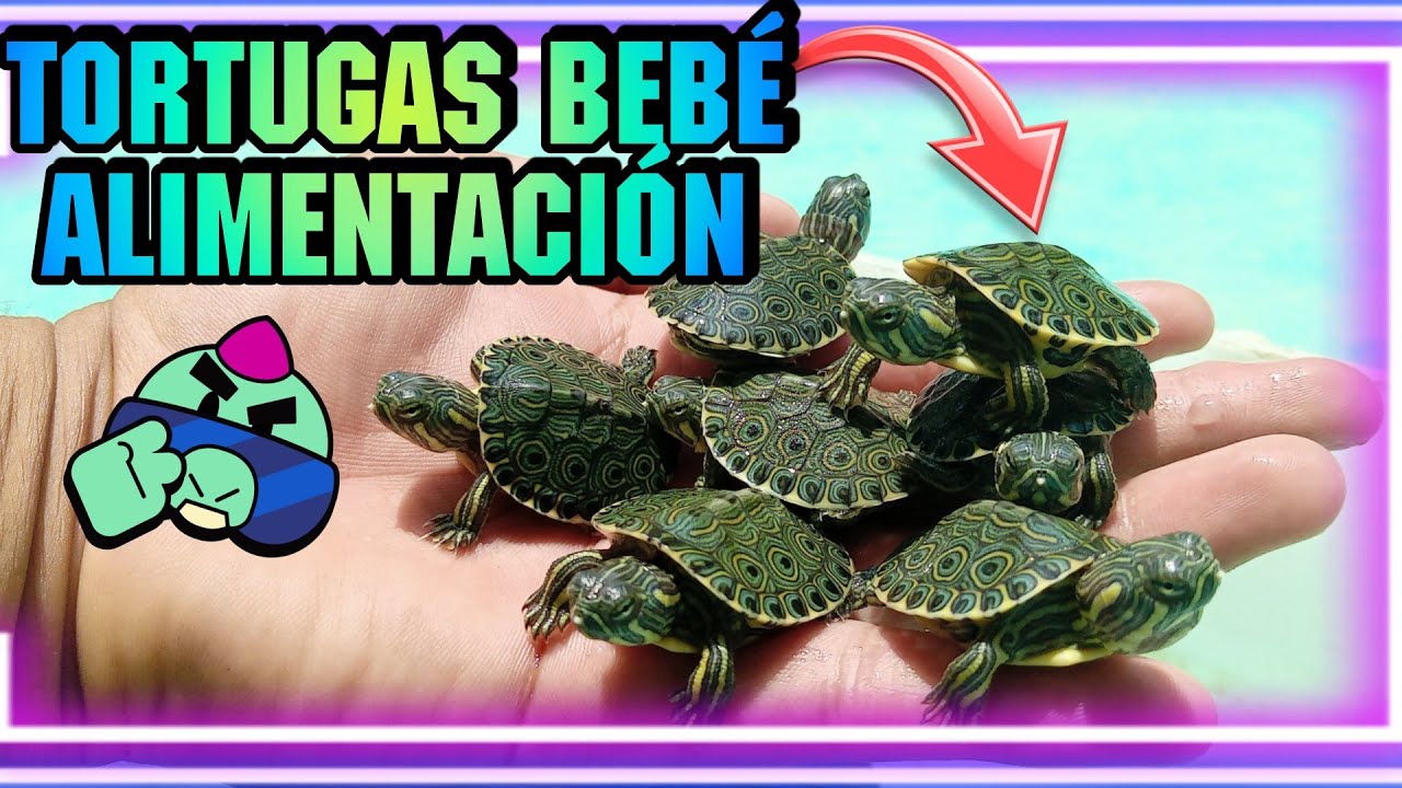 ¿QUE COME UNA TORTUGA BEBÉ? *Video Resubido*
