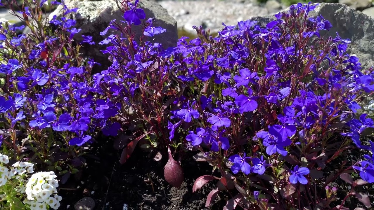 Edging lobelia | Cambridge Blue | Toxic | Free Footage for MOAH Members