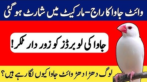 Rise of White Java Sparrow | White Java Finch Future | White Java Prices | Mini Zoo