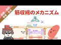 筋収縮のメカニズム(興奮収縮連関)