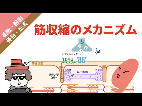 筋収縮のメカニズム（興奮収縮連関）