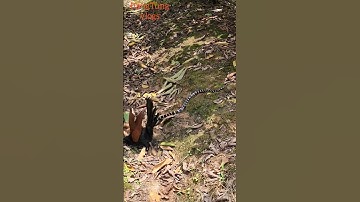 Chim bìm bịp là khắc tinh của rắn cạp nia #snake #dongvat