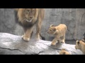 Lion  dad and son