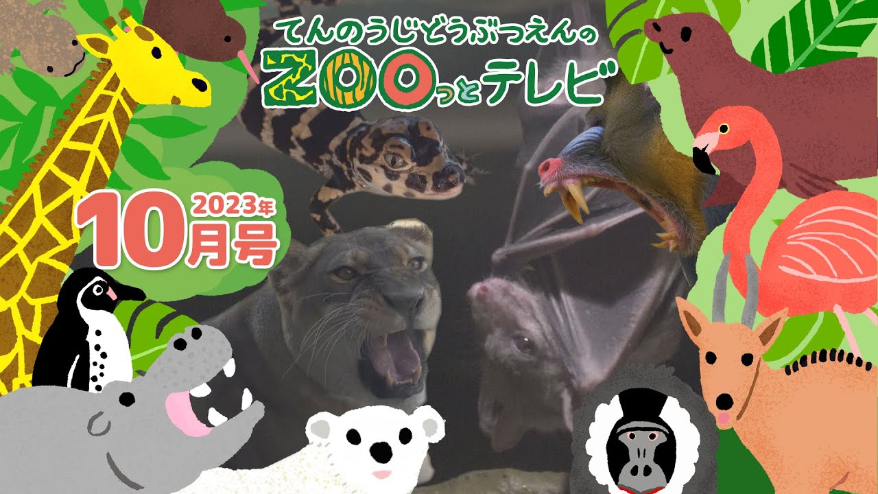 動物園の動画 上野動物園 - 地域情報動画サイト 街ログ - YouTube