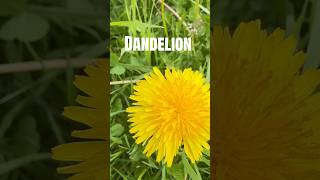 Dandelion                               #hmmherbs #dandelions #herbs