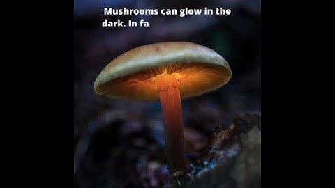 Quick little Facts about Mushrooms, you probably didn