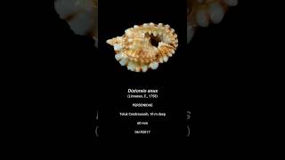 Distorsio anus 06192017 #shell #seashell #triton