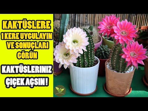 Video: Kaktus Necə Düzgün Nəql Olunur?