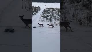 Deer Invasion at the Lake on Valentine’s Day?! 🦌💘 Shocking Wildlife Takeover #DeerInvasion #nature