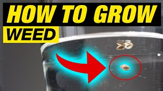 START TO GROW CANNABIS THE RIGHT WAY 100% SUCCESS