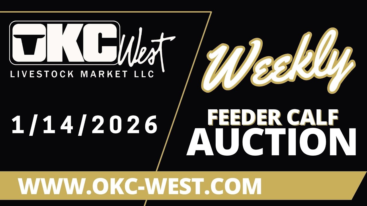 1/14/2026 -Feeder Calf Auction - OKC West