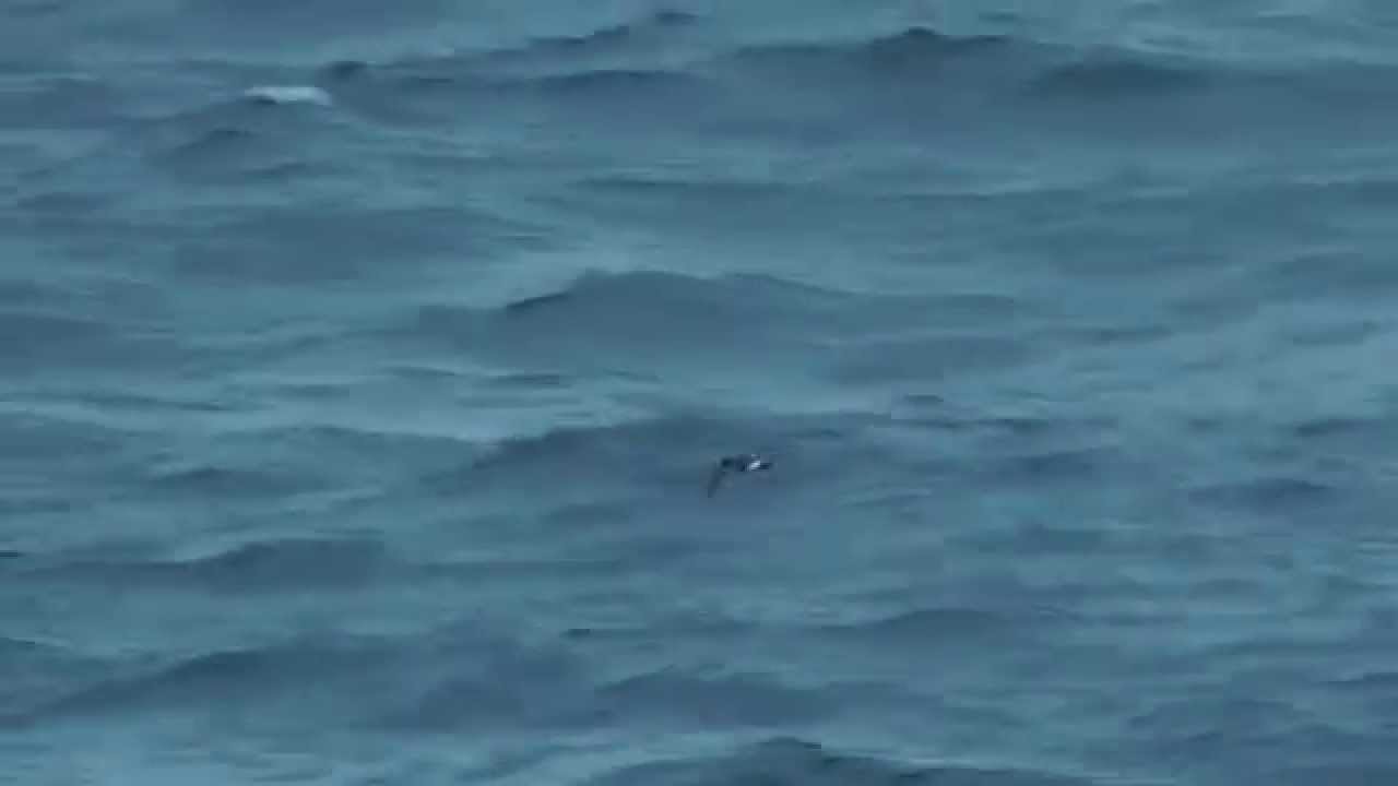 Wilson's Storm-petrel, 4th August 2014, Scilly