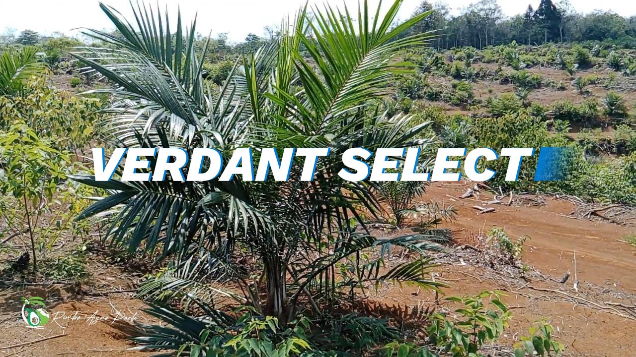 PERFORMA VERDANT SELECT USIA TANAM 10 BULAN