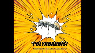 ANTS CARE GUIDE EP1 SE1 Polyrhachis Vermiculosa!