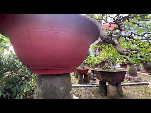 Video Thế ( thác đổ một cặp ) cắt tỉa chỉnh nhánh và triếc... - youtube