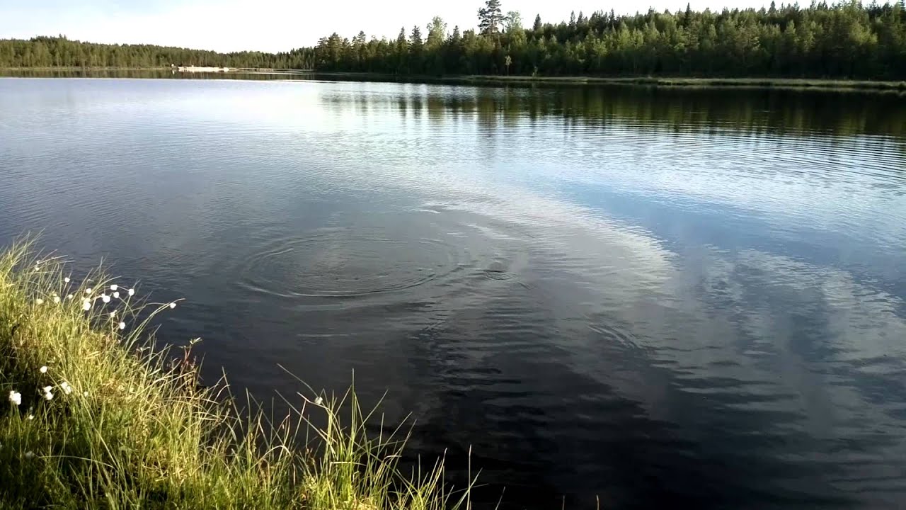 Kirjolohi Vaaralampi 1,61kg Jori HK Varma