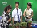 20150901 中华医药  健康故事：神奇的“仙”草