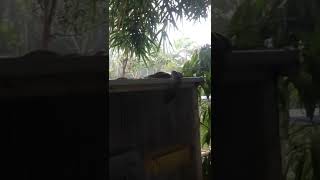 Massive Coastal Python trying to get in to the birds cage for a feast! Net Worth