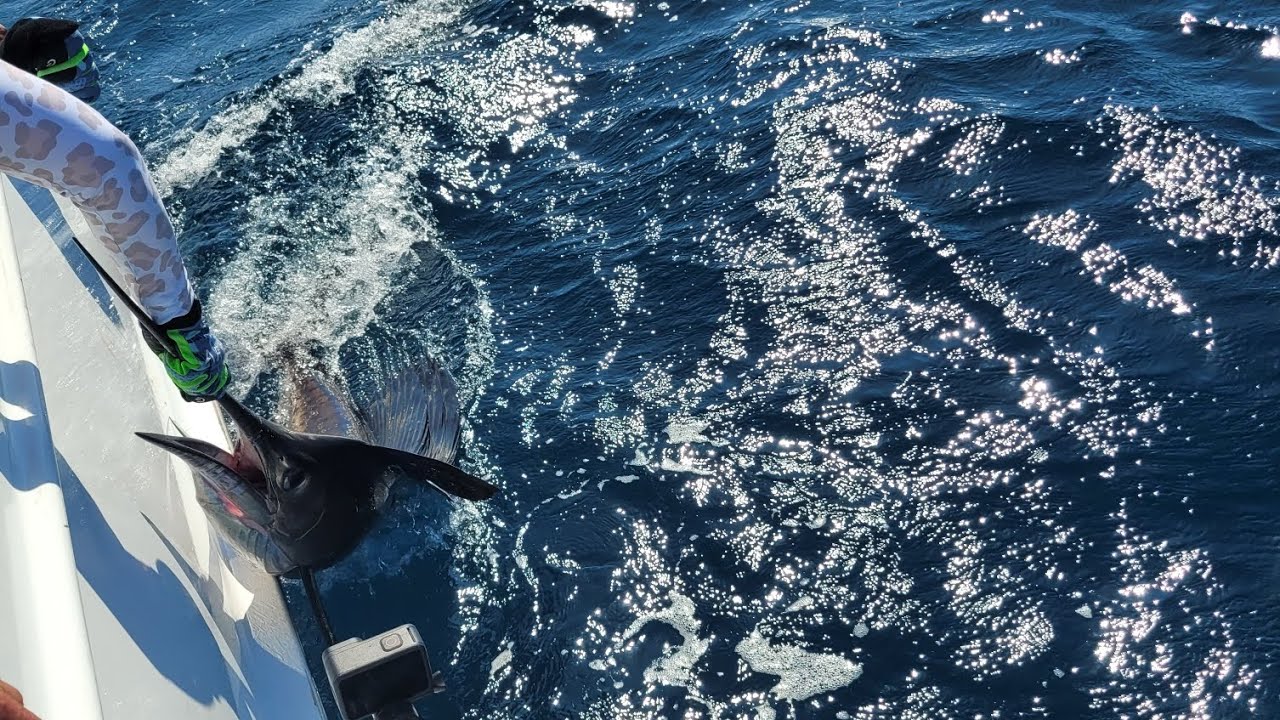 Best sailfish of the trip: 100-inch plus. And a first-timer. - YouTube