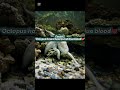 “5 Shocking Animal Facts You Won’t Believe! 🐙🦈🦩”