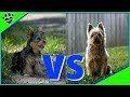 Yorkshire Terrier Vs Silky Terrier Dog vs Dog Which is Better? の動画、YouTube動画。