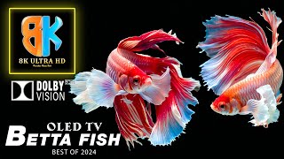 Betta Fish in 8K HDR Video ULTRA HD - Best Oled TV 2024 - Dolby Vision with Relaxing Music