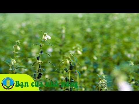 Video: Cách Trồng Hạt Vừng