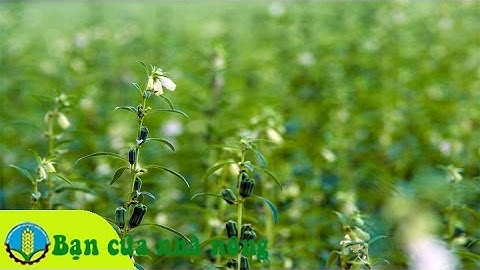 Kinh nghiệm, Kỹ thuật trồng và chăm sóc cây Mè