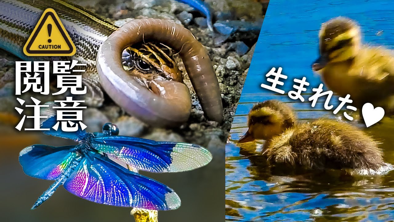 カルガモ親子 雛鳥の捕食 食べられる守宮の悲劇 赤ちゃんカモのかわいいけど残酷な食べ方 Youtube