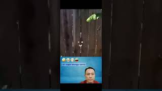 Video 4Njing Ngintip